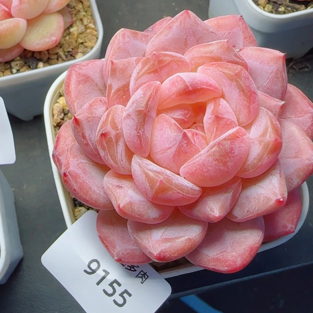黛玉冰魄，9155多肉植物