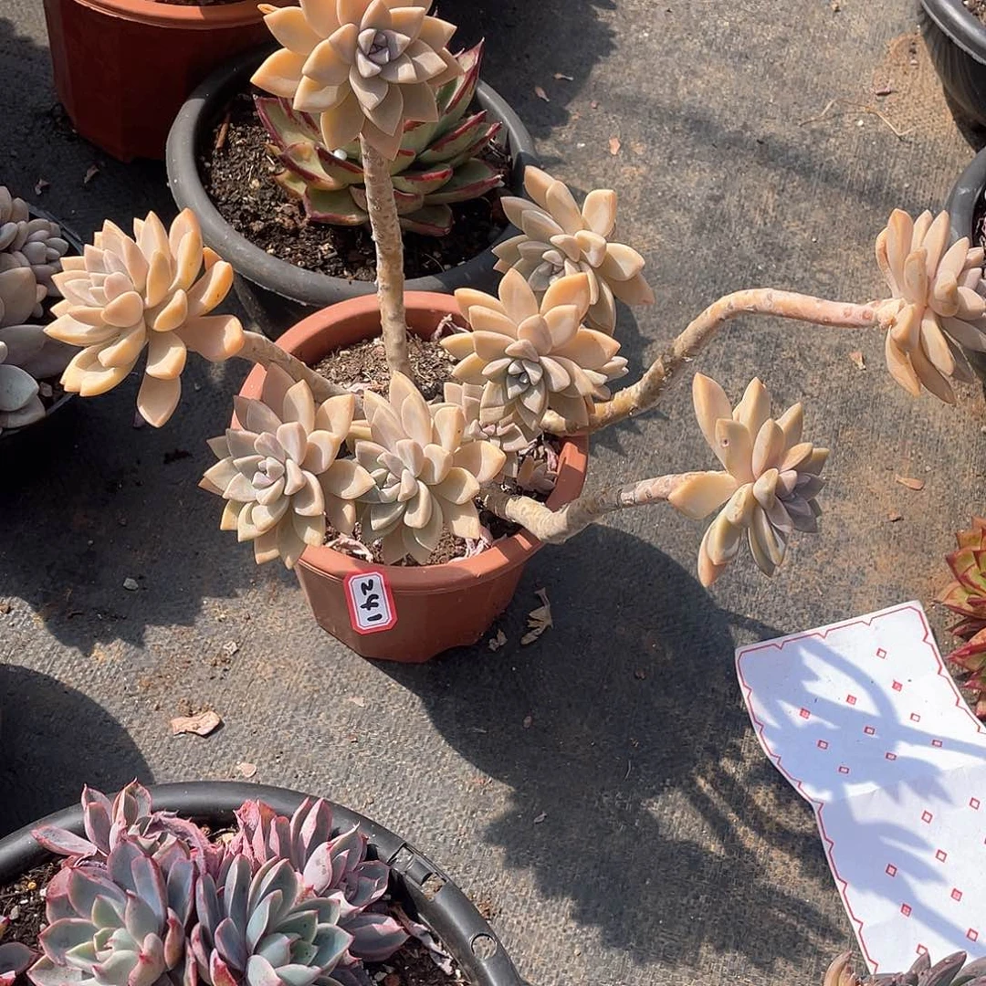 241淡雪 一物一拍多肉