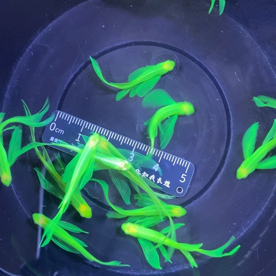 斑马鱼蝶翼斑马3-4厘米12条