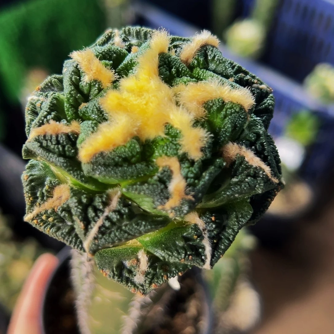 无花朵福利螺旋辛顿牡丹793