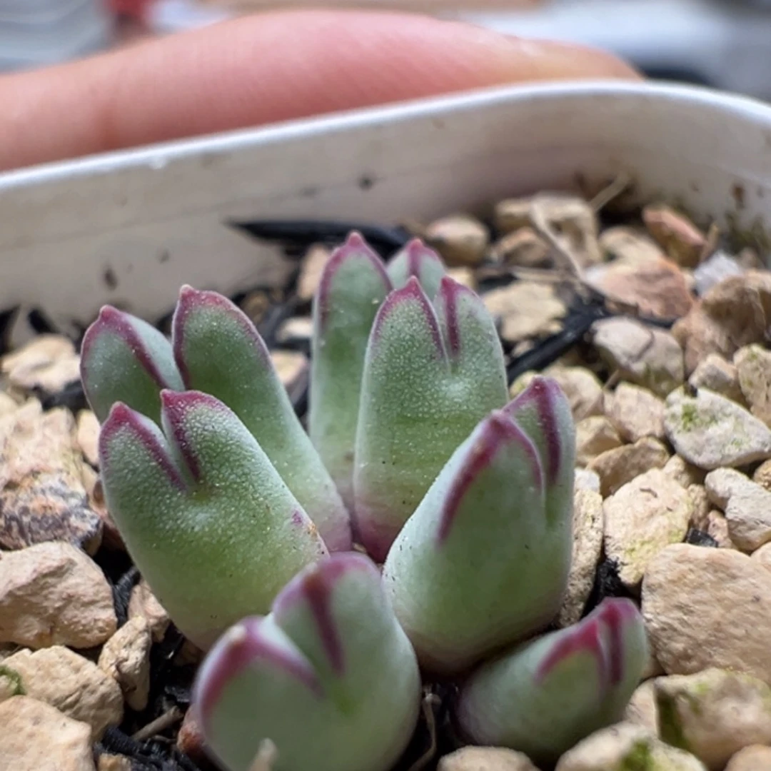 985猪蹄母本一物一拍