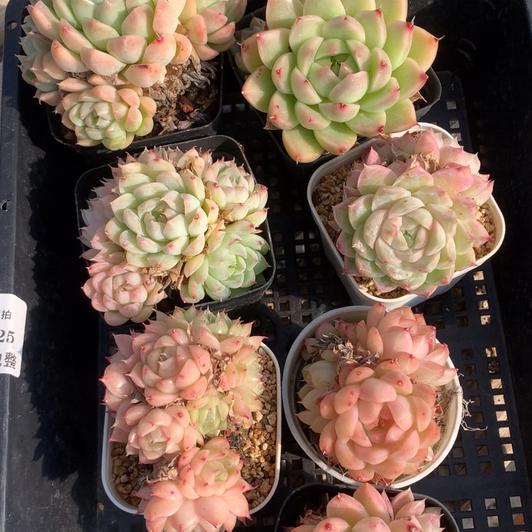 耳***陈1203-25 套餐一组