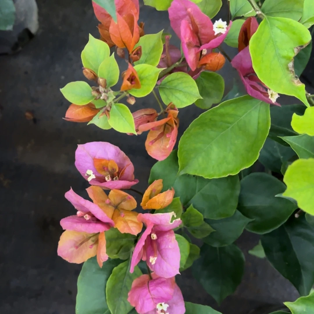 完全开放（唐三彩）三角梅会落花落叶会光杆苗有大有小