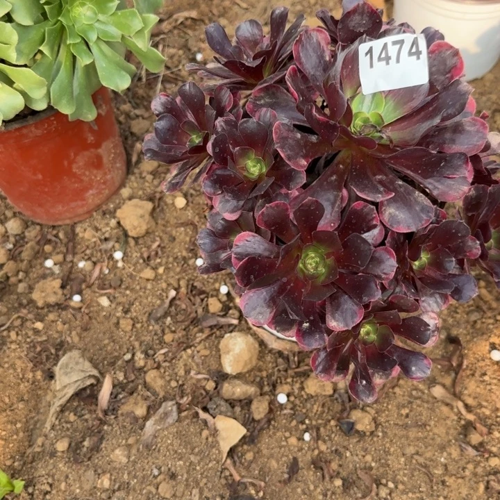 1474爱神清棚处理不包断枝