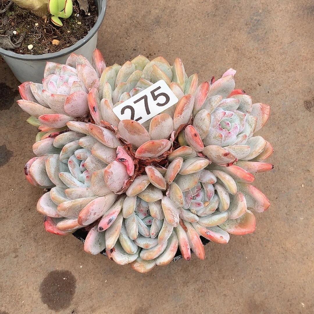 275橙子一物一拍多肉