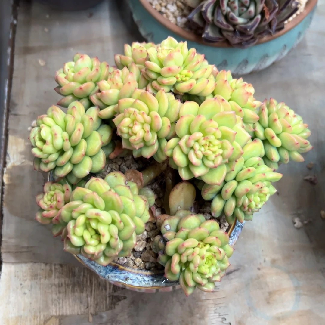 苹果花38 零零多肉植物