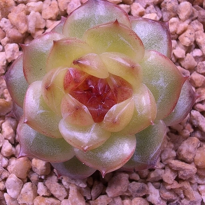 无名珍泥一物一拍