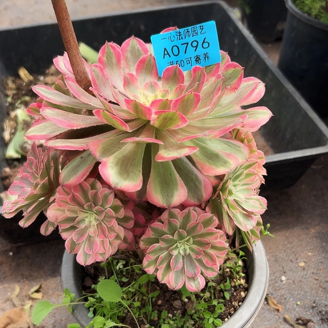 0796多肉植物粉铜