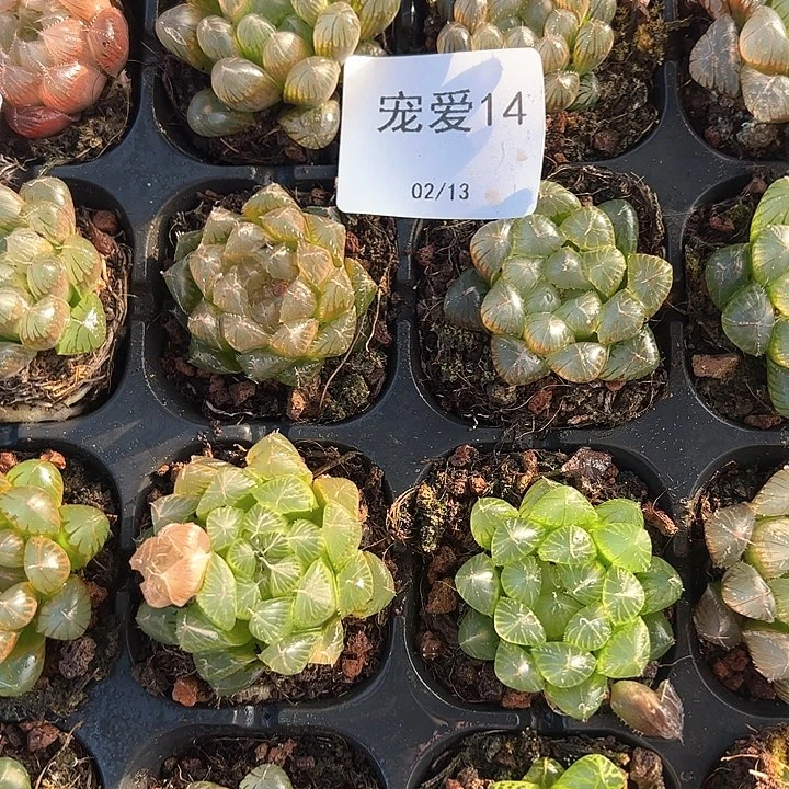 直播福利一物一拍14