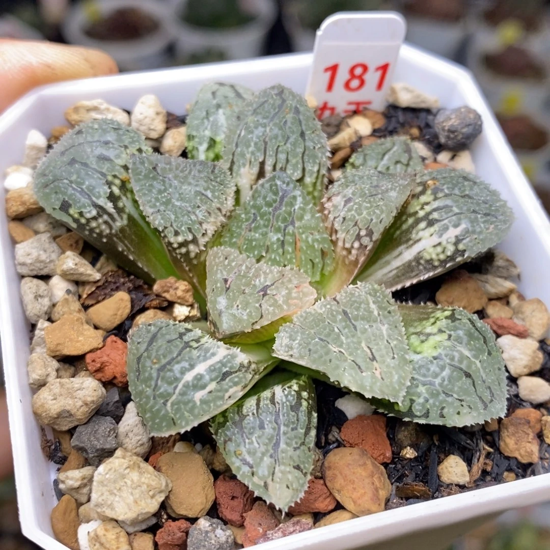 181号具味城锦多肉植物