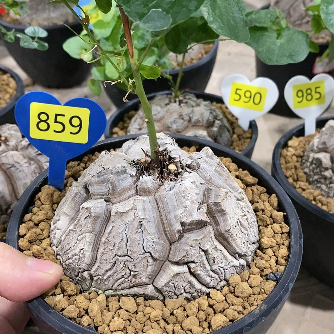 南非龟甲龙龟甲龟