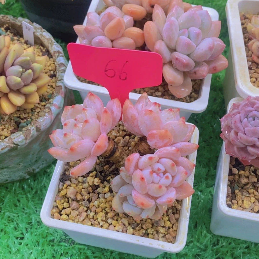 骑***?开心多肉植物多肉