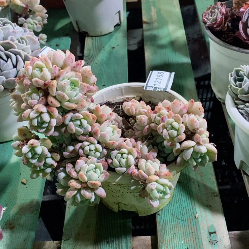 【闪购商品】多肉桃酥12168