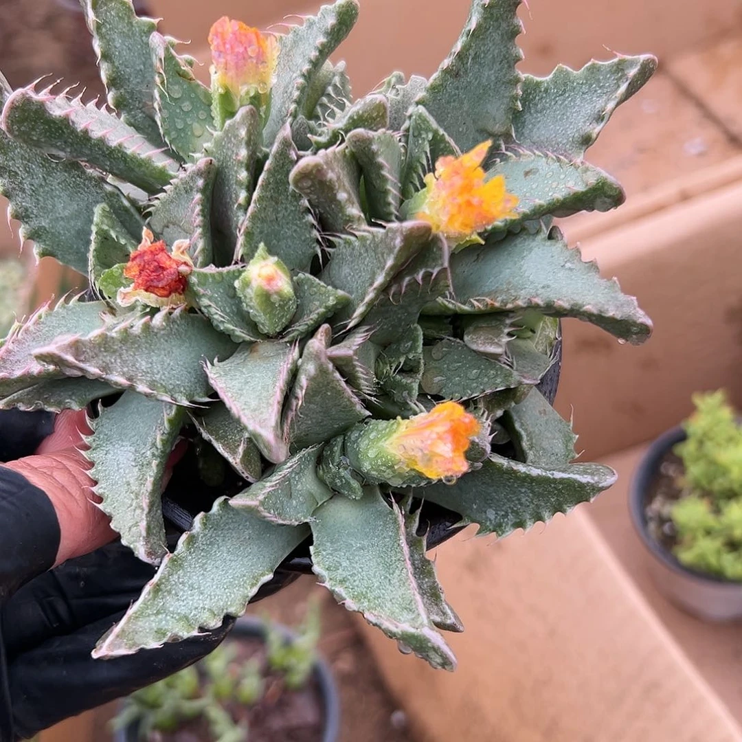 多肉葡萄怒涛开花