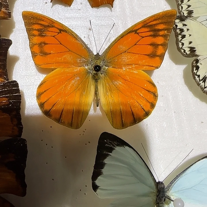 周***在红翅尖粉蝶蝴蝶标本