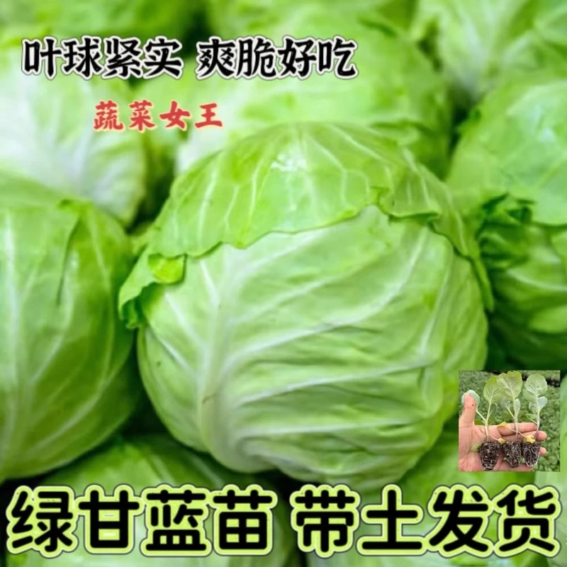 绿甘蓝苗大头油菜卷心菜大头耐热春秋夏四季种植蔬菜秧苗种子盆栽