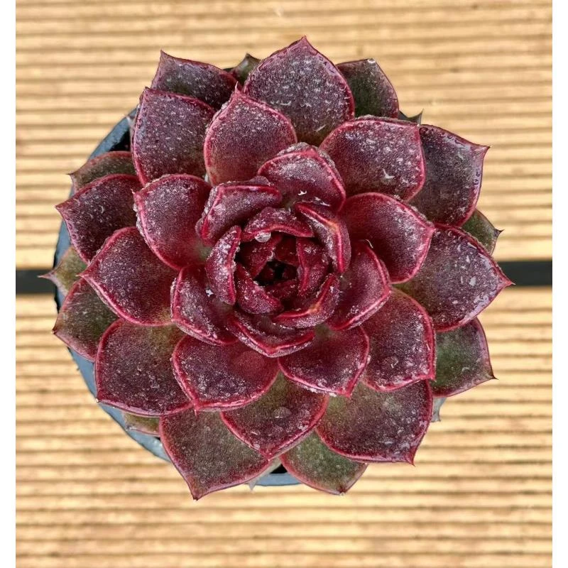 9#玄狐多肉植物 前男友精品多肉 SM787