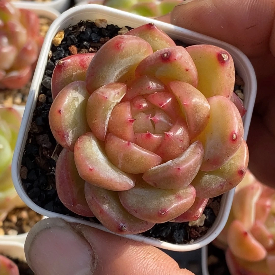 天官赐福百无禁忌