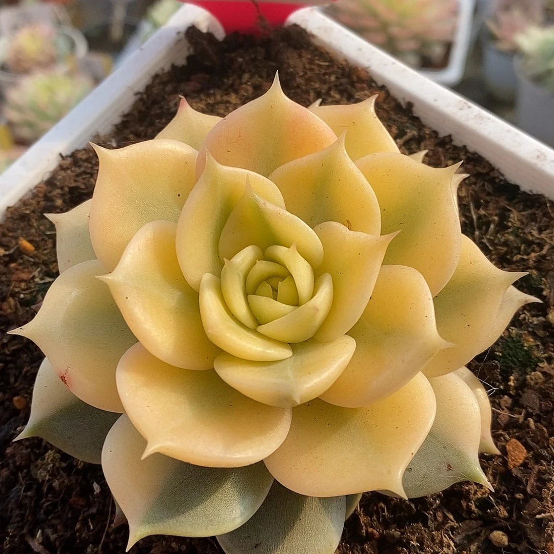 295贝加尔湖哈哈哈哈哈