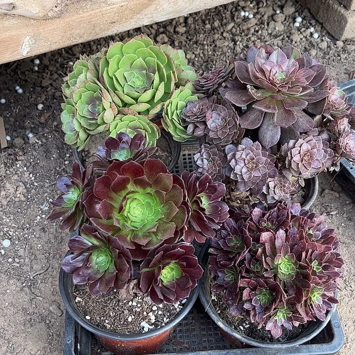 942多肉植物组合，