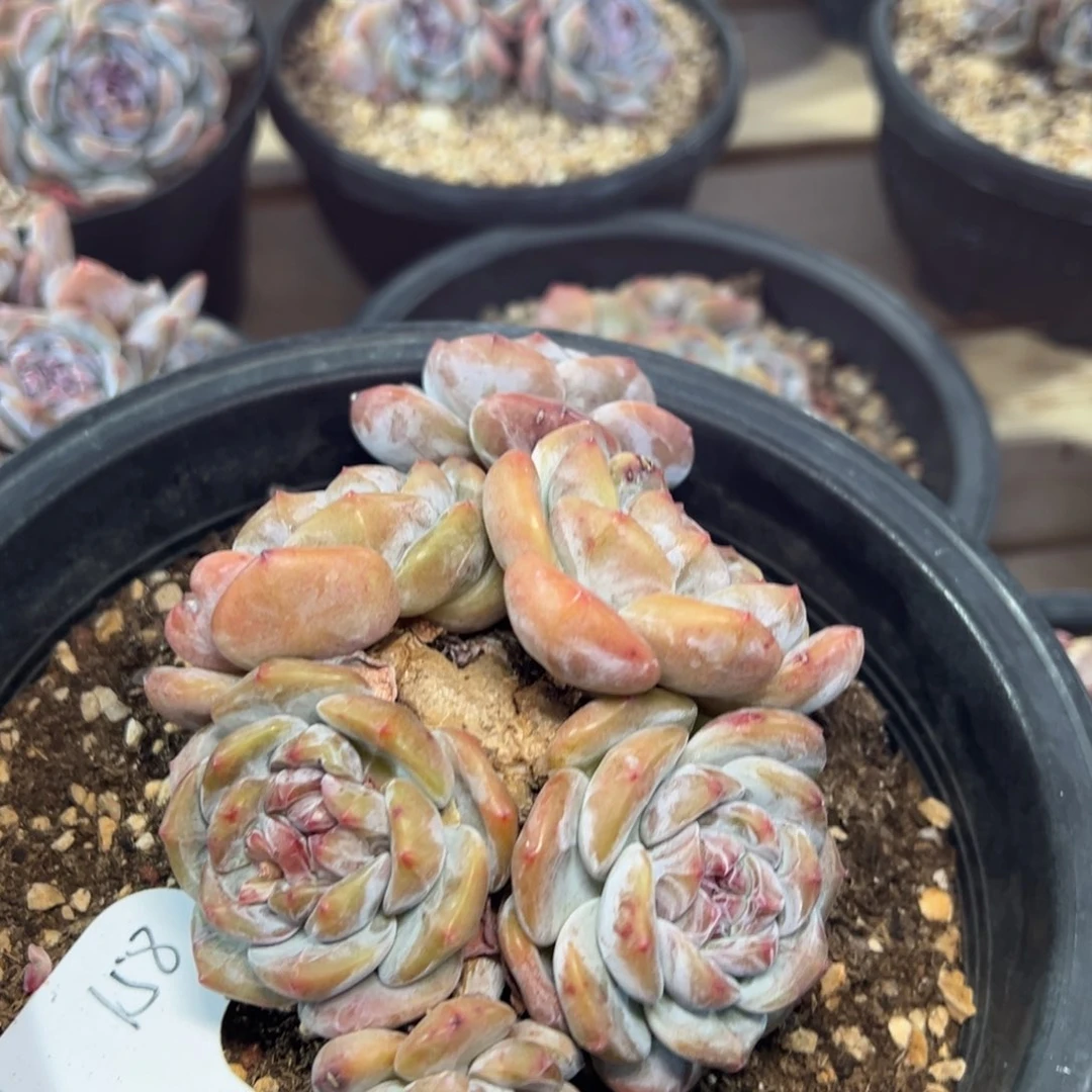 六头趴地绿地紫心油脸
