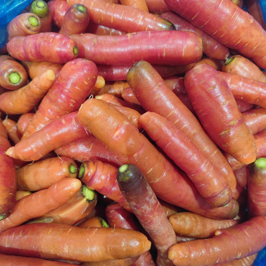 红萝卜贵州本地胡萝卜现挖包邮