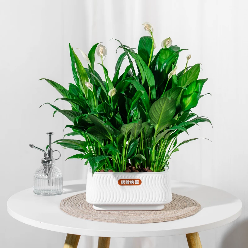 白掌盆栽一帆风顺绿萝箩花卉植物室内花水培红掌绿植发财树吸甲醛