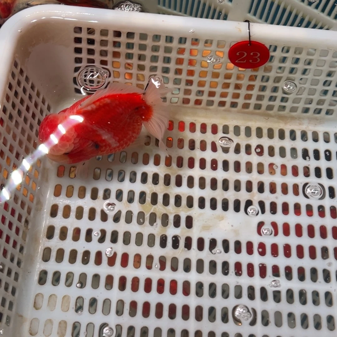 文****金鱼你好吗你在哪里