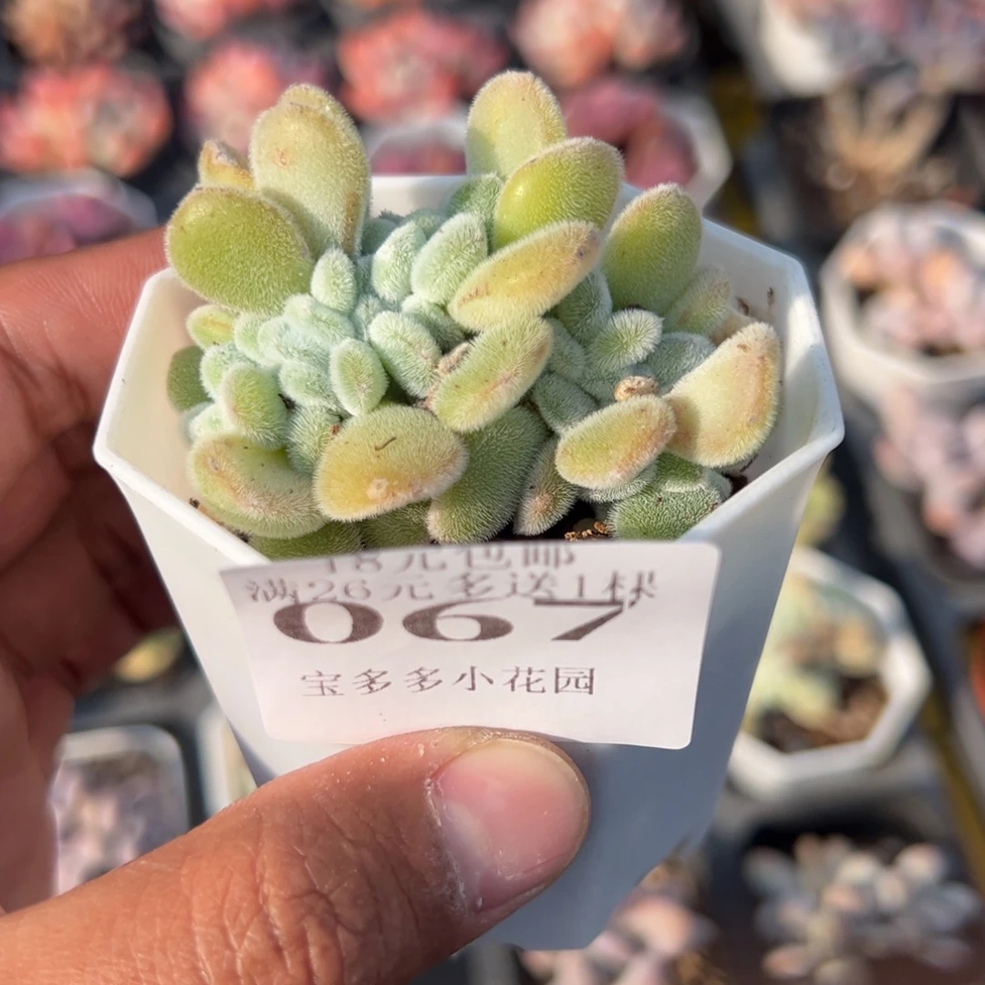 067号雪晃星缀化一物一拍满18包邮