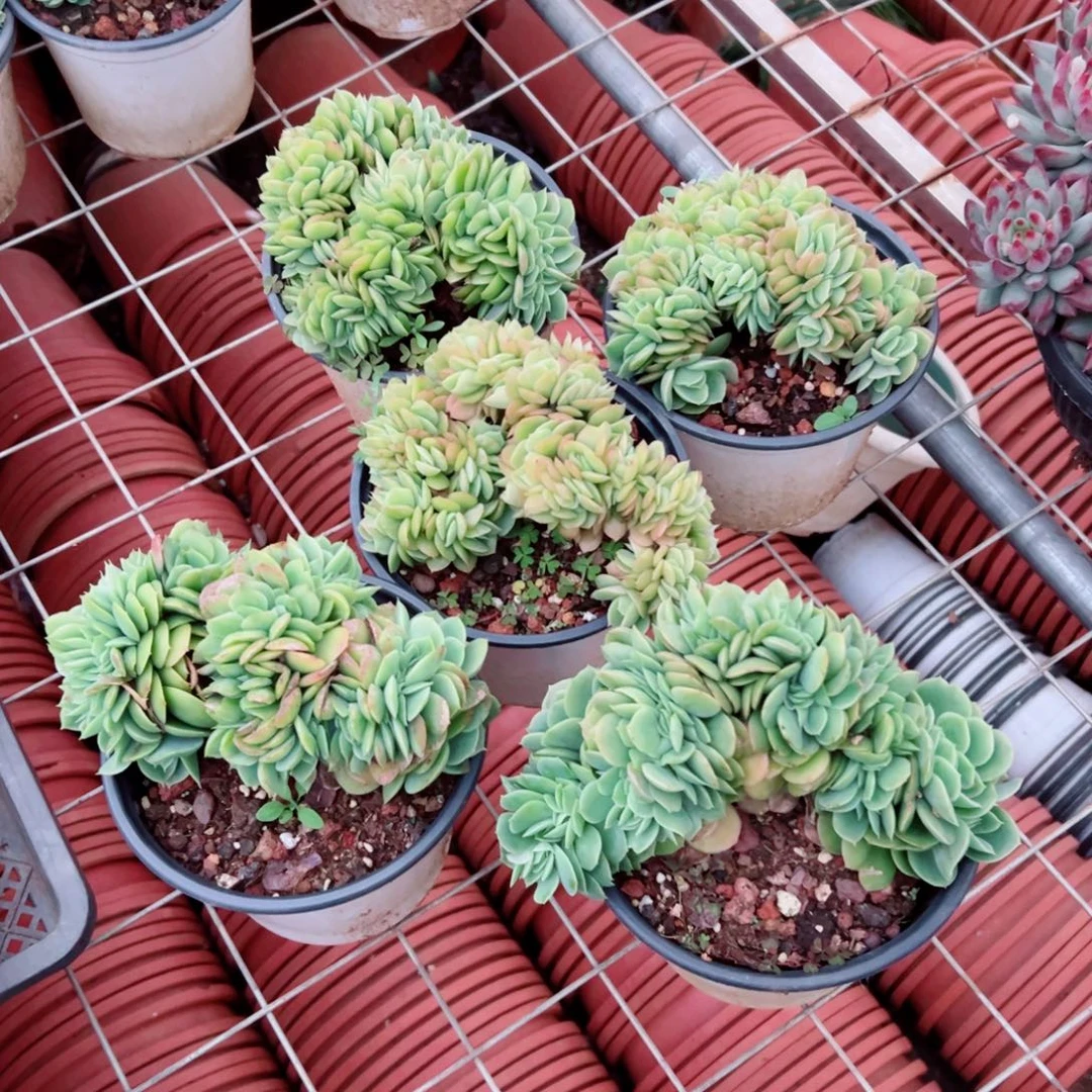 精品多肉植物老桩随机发一棵星娜塔缀