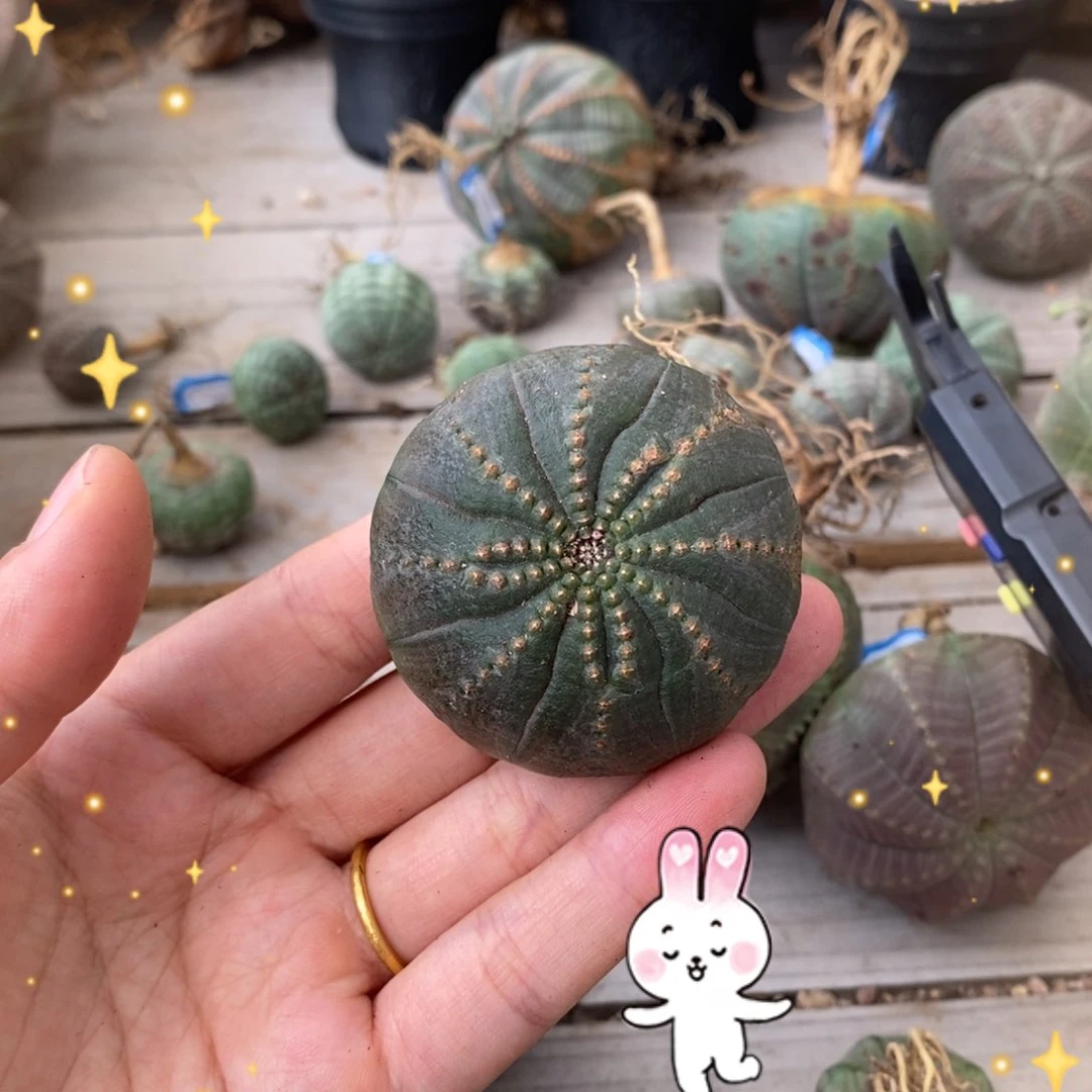 春*欧系实生布纹球一物一拍