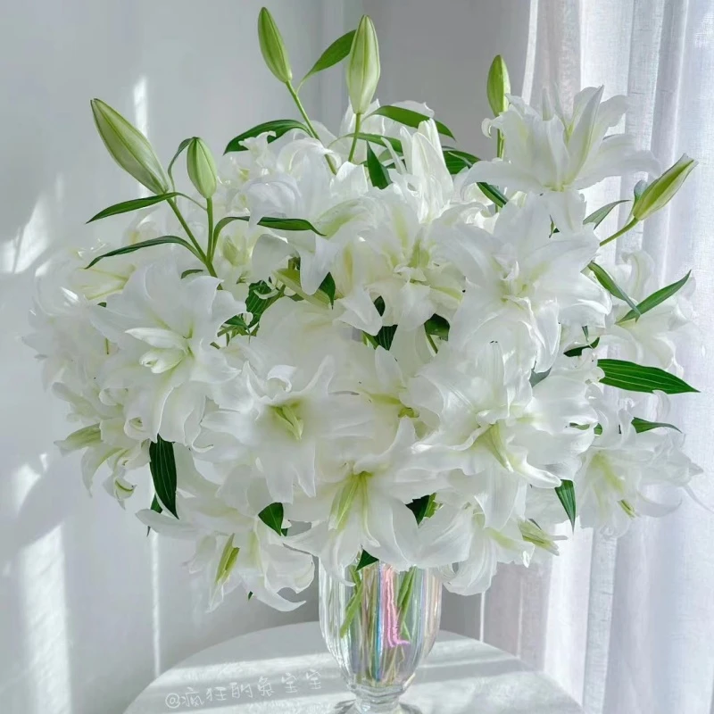 四季香水百合花种球四季开花室内外盆进口重瓣球花卉盆栽绿植花