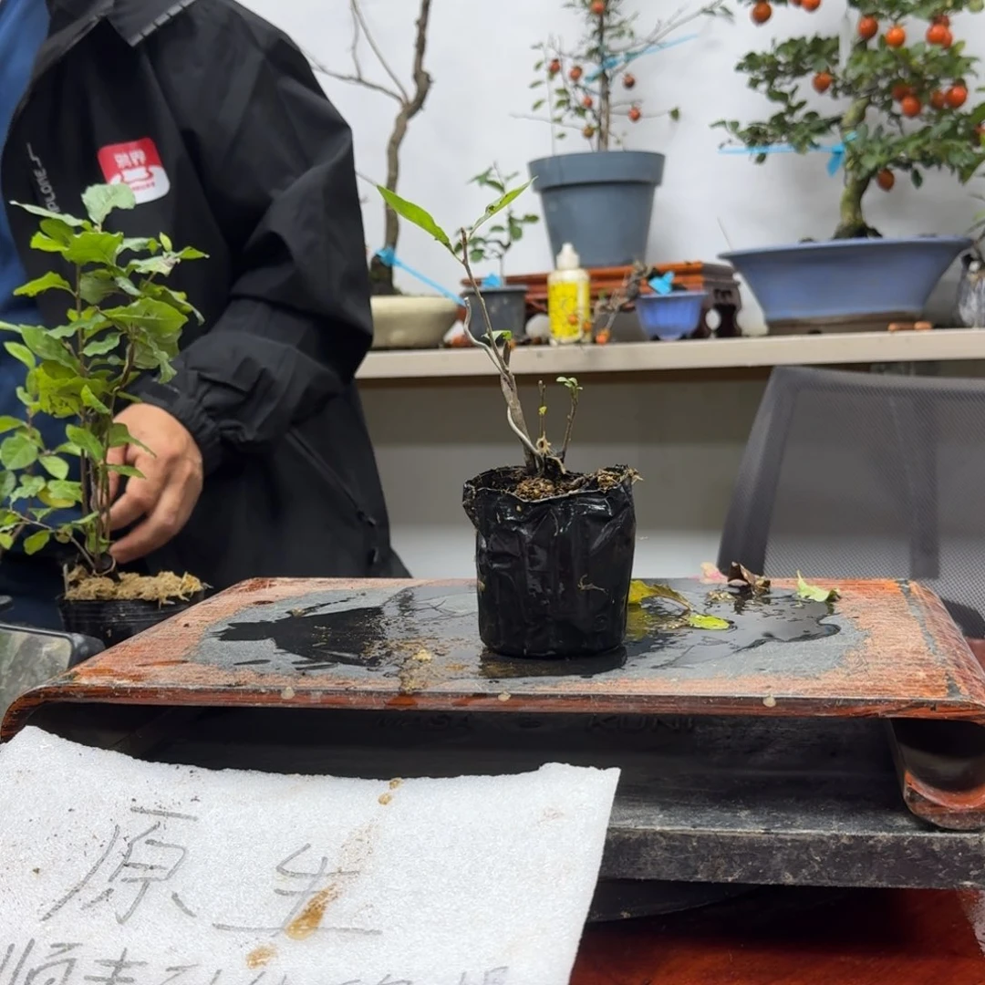 青***蟹无花朵279没品种顺丰到付不包邮