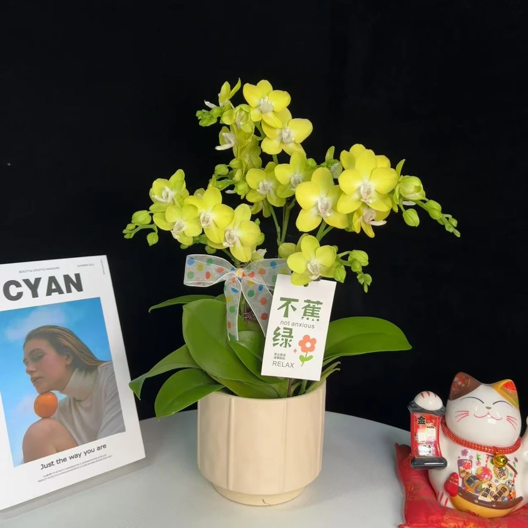 《薄荷糖》绿色系 大量花苞 超长花期 少开放 精品蝴蝶兰耐开好养