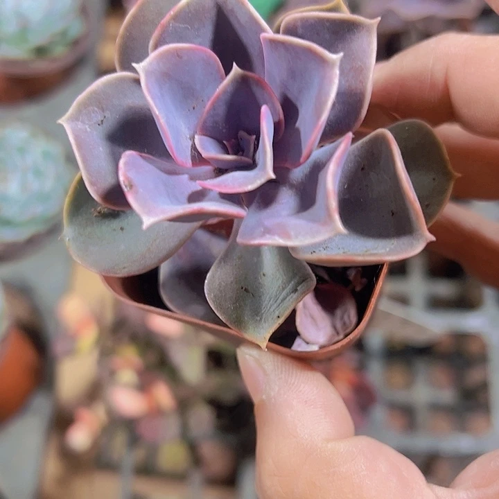 紫珍珠精品多肉植物