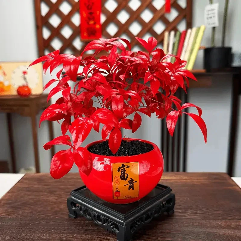 火焰南天竹盆栽耐寒好养易活室内客厅书房观赏年宵花盆栽