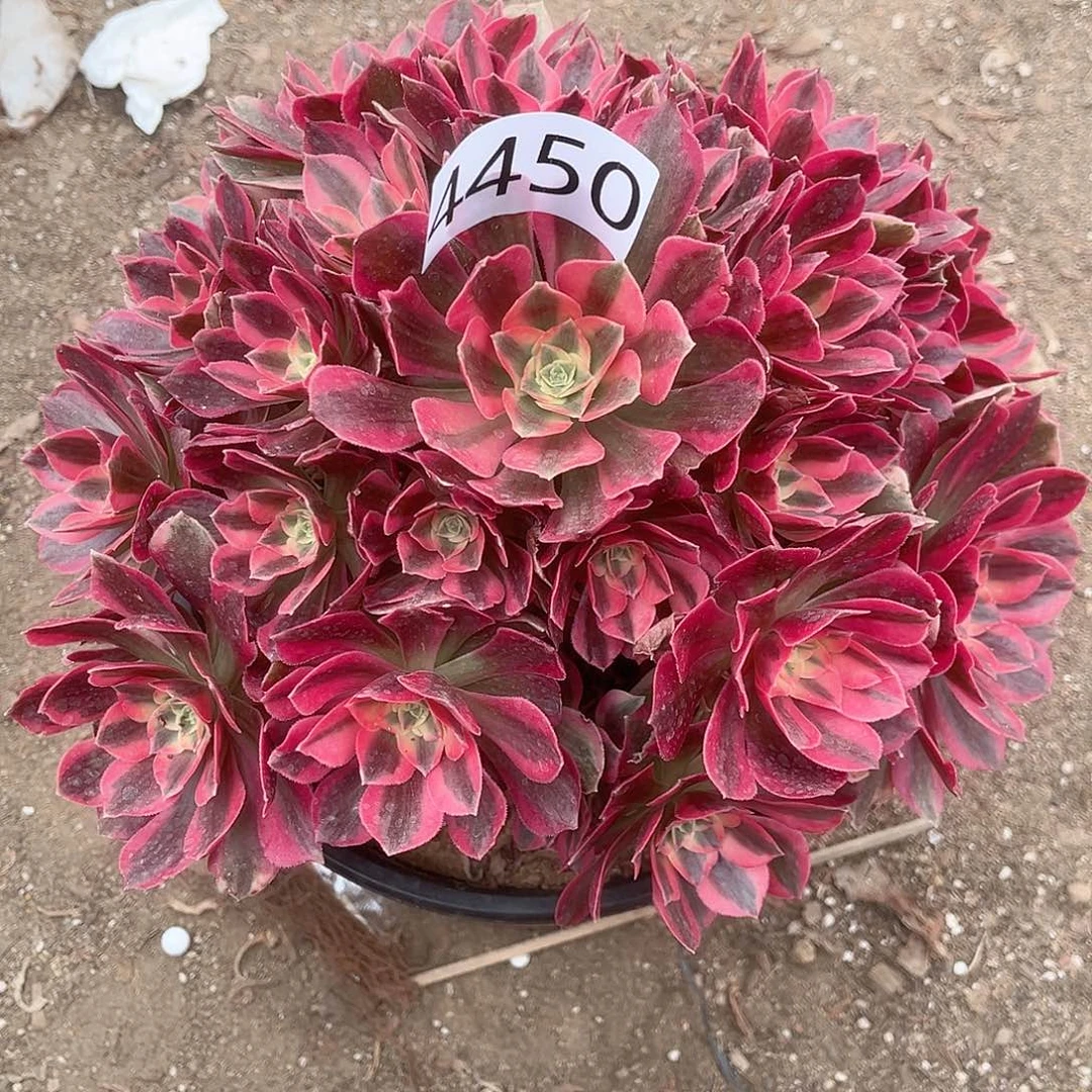 4450粉女郎多肉植物