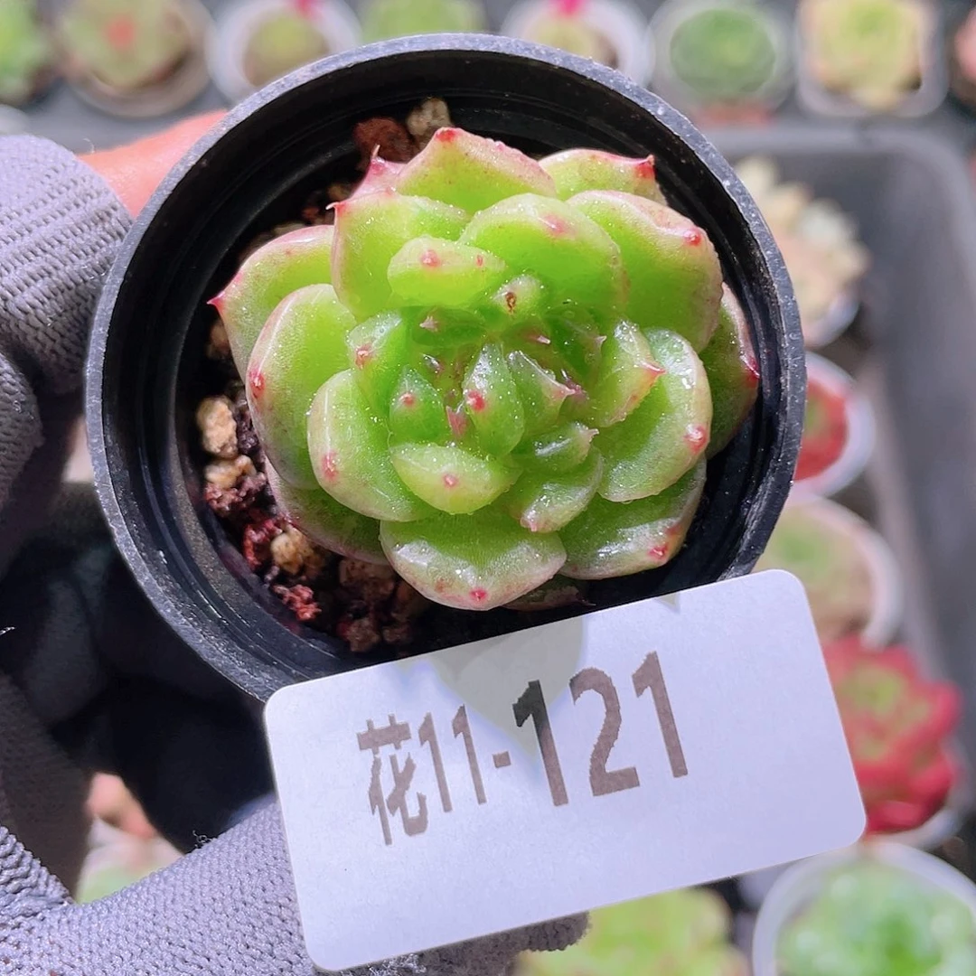 花利美11-121海王