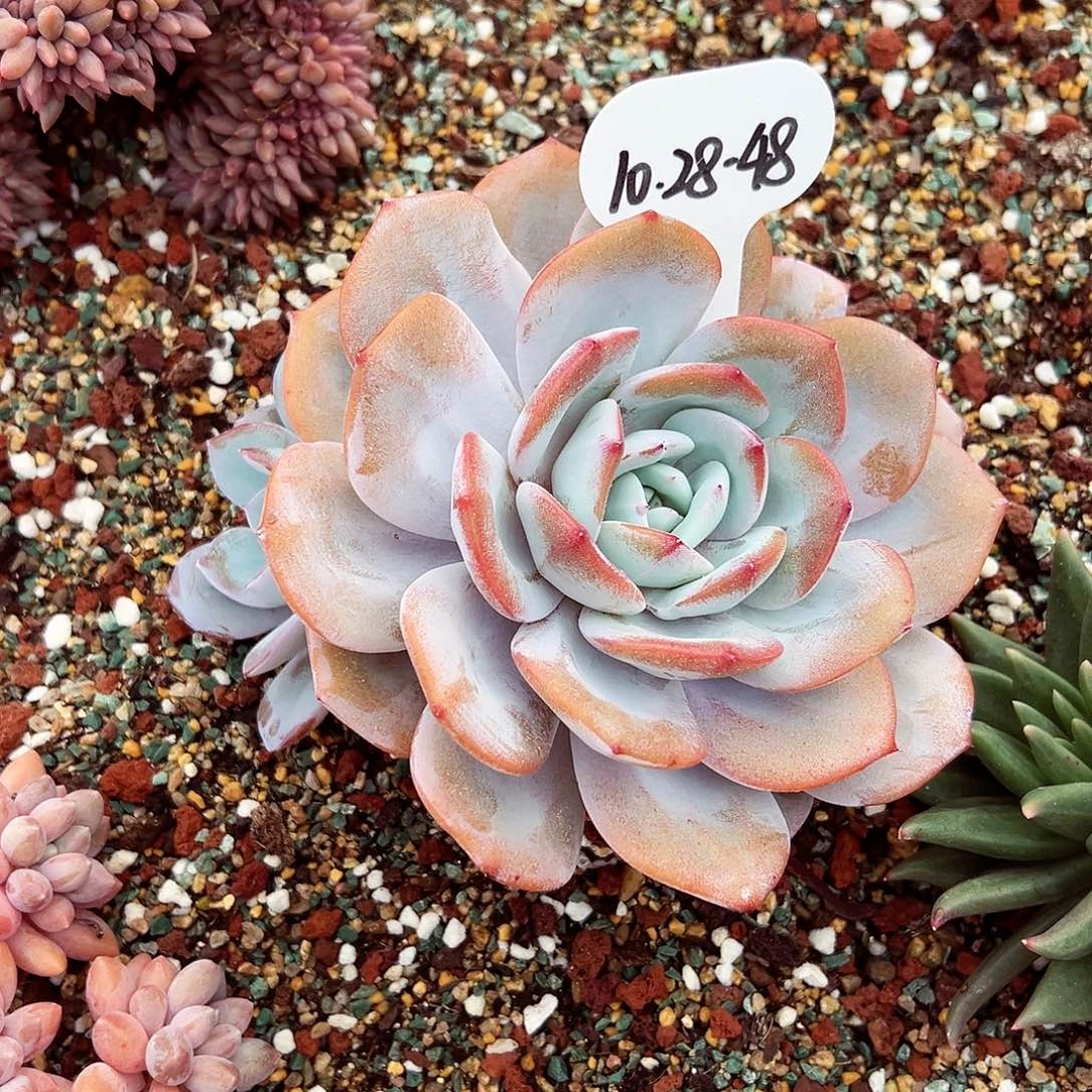 1028-48奶茶老桩。