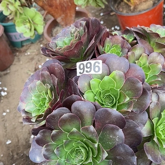 不***糖多肉植物一个美金996