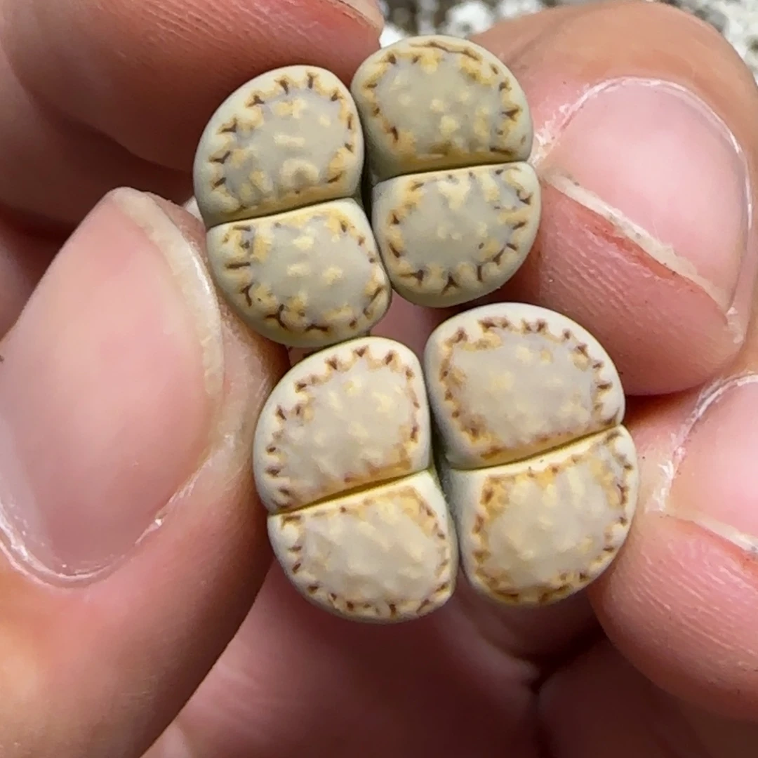 8.26。。 专拍。。。2067