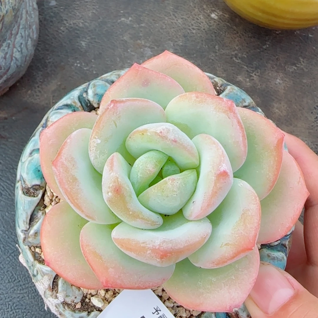 雪茶，5700多肉植物