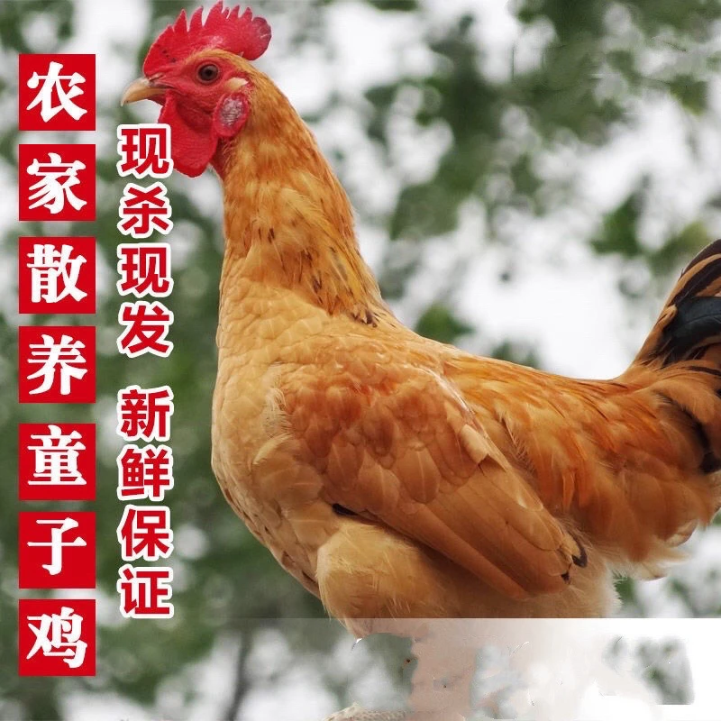 （书记助农）山林散养小公鸡童子鸡公鸡2只