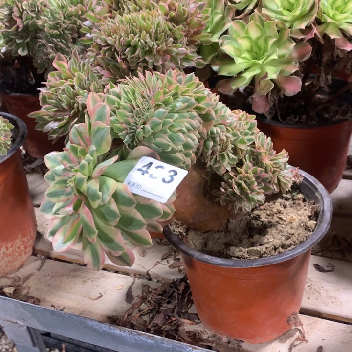 433万白缀多肉法师