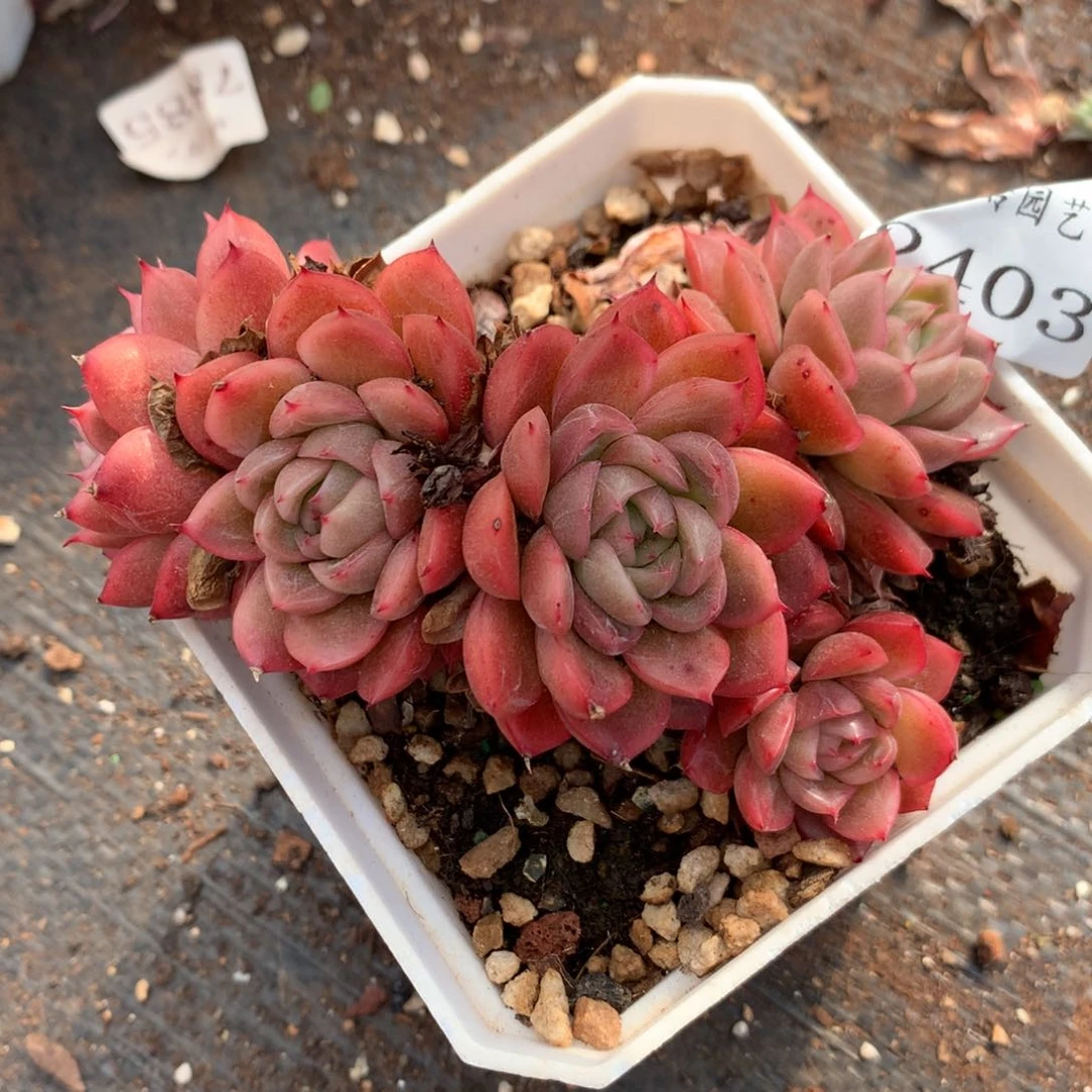 2403杂交精品基地10厘米