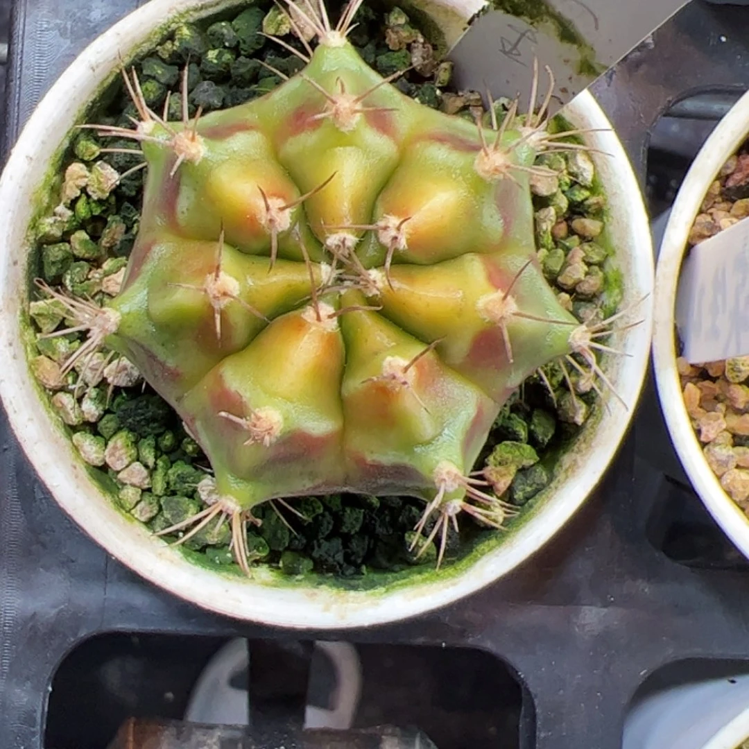 当前无花朵，栽培后可花朵