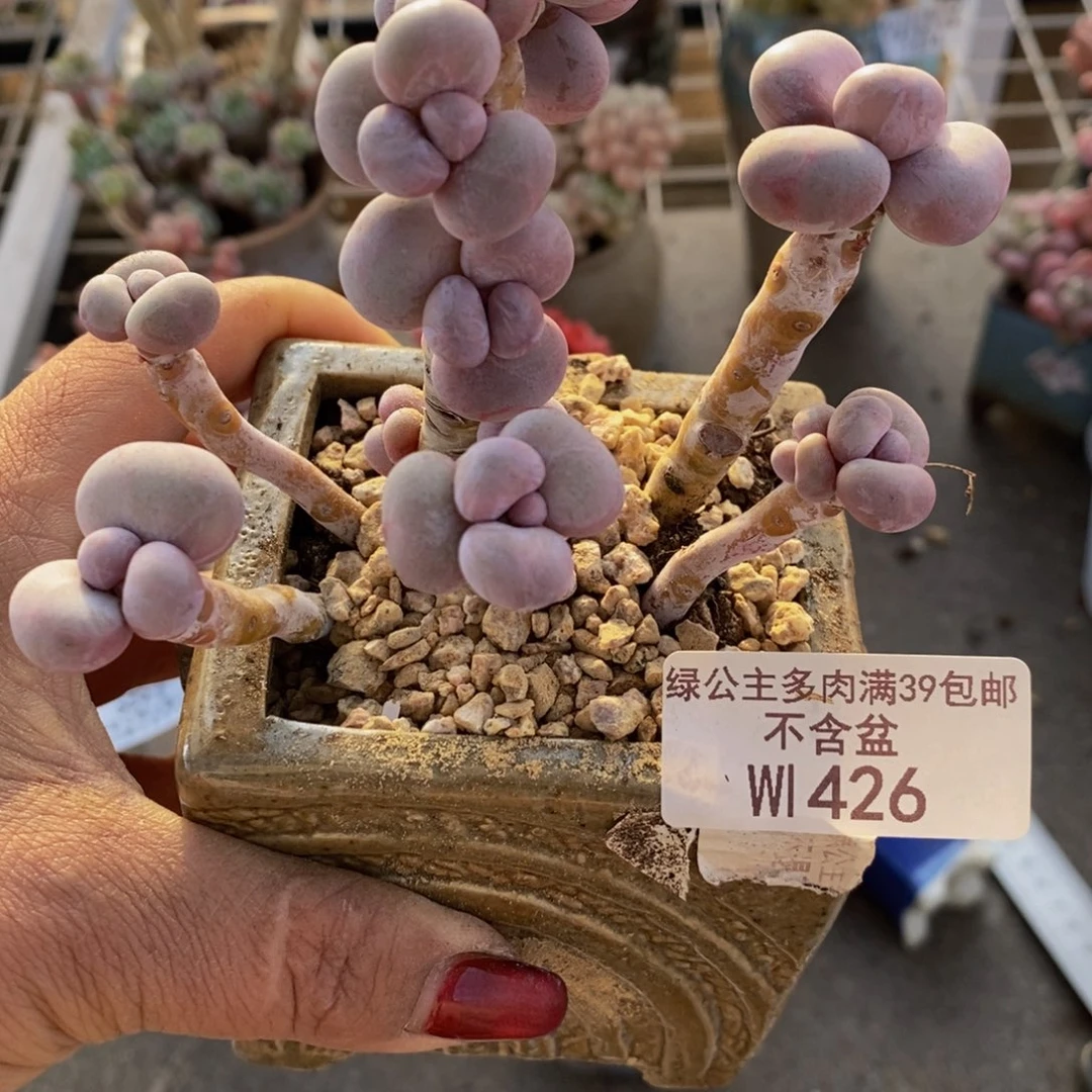 芭比奶酪426/9c m