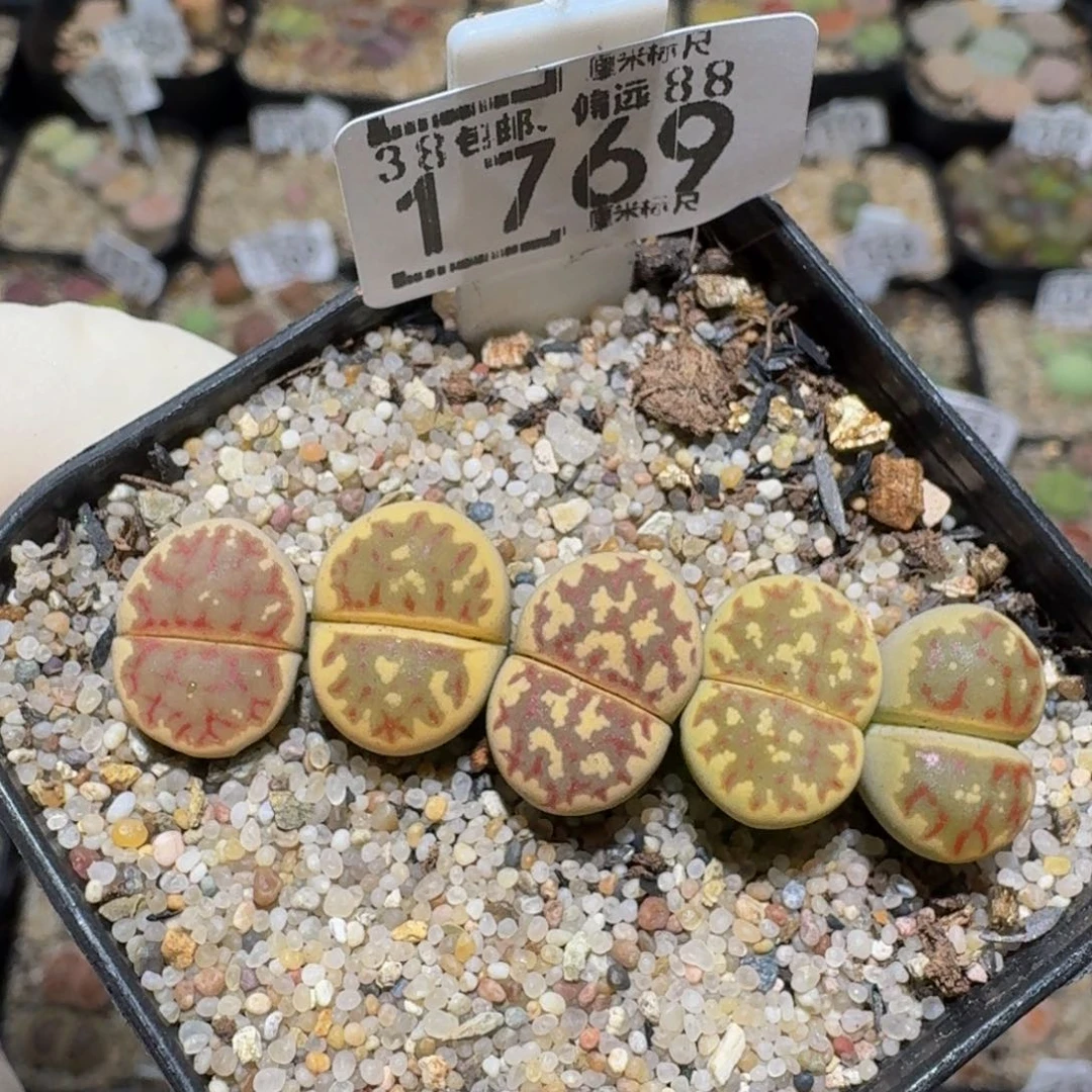 zzzz精品生石花1769