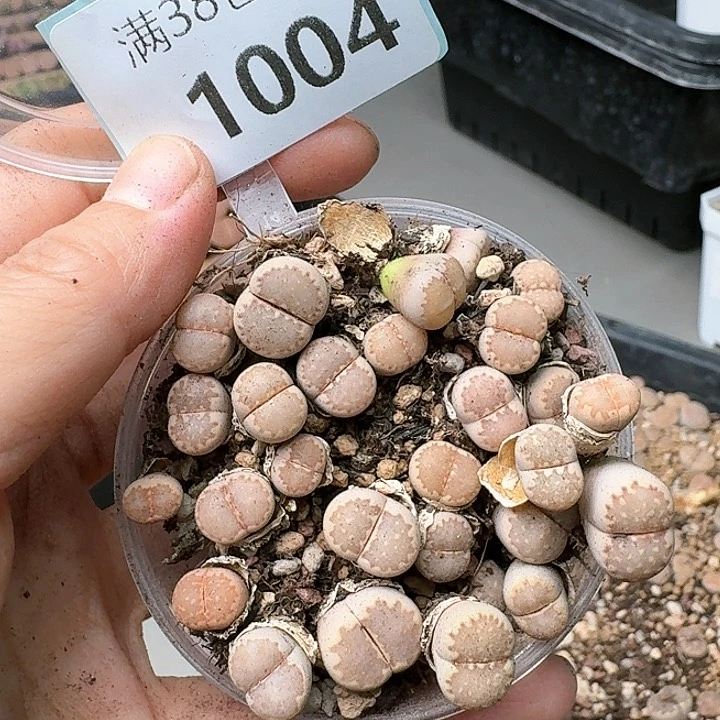 大*白1004清框特价C162A