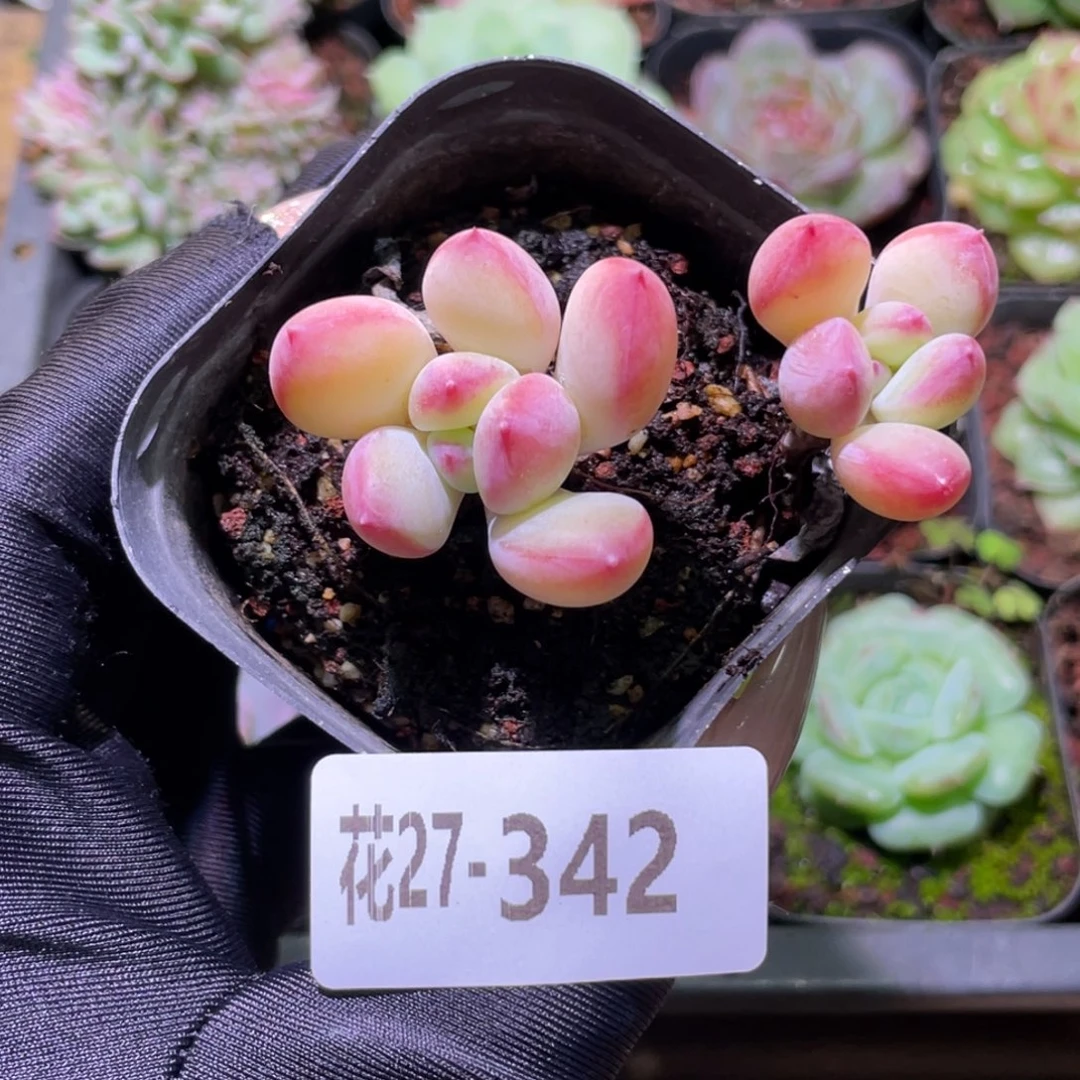 花利美27-342蜜糖